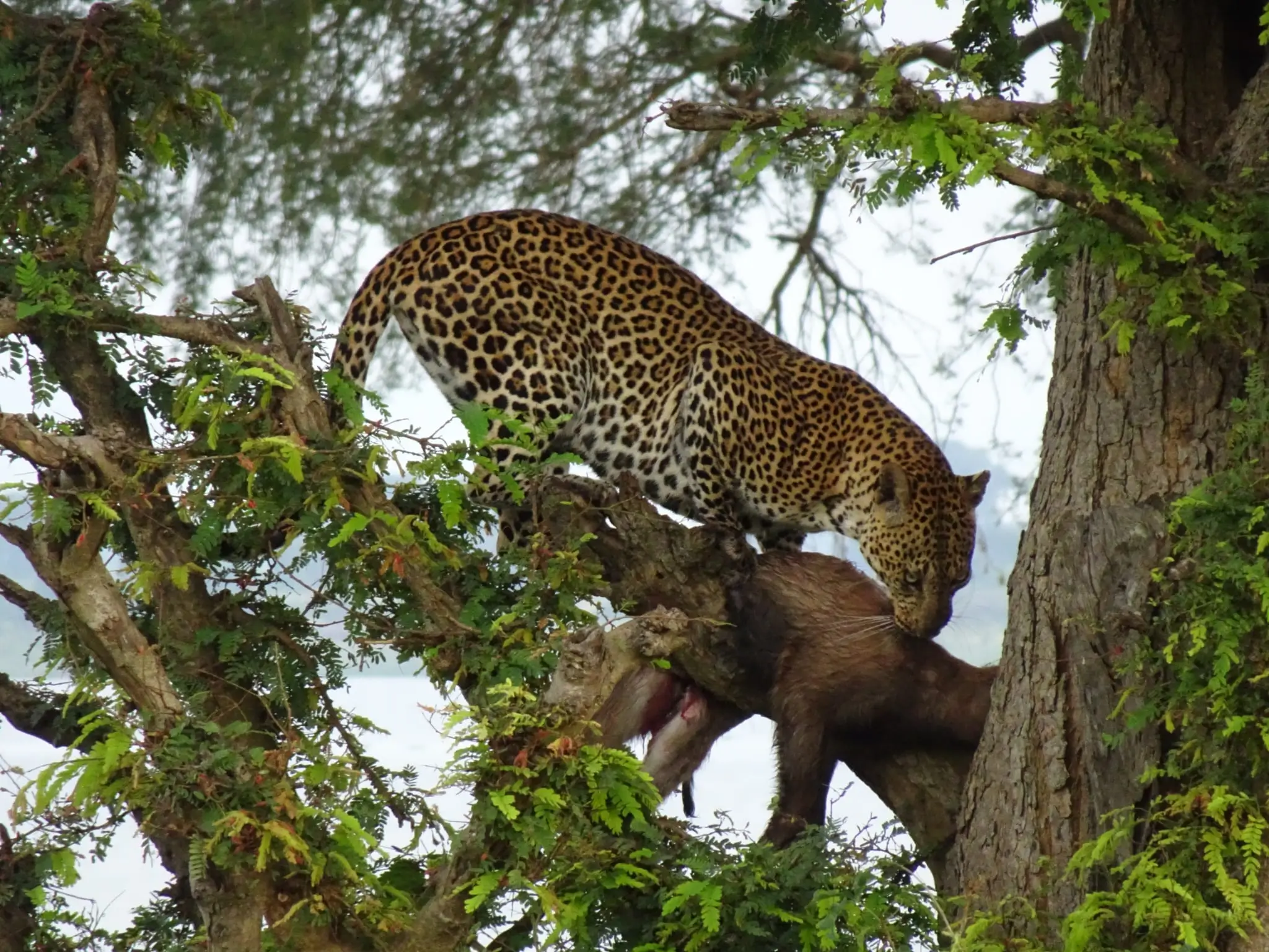 Queen Elizabeth National Park